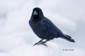 Jungle-Crow;Corvus-macrohynchos;Crow;Japan;One;one-animal;avifauna;bird;birds;fe